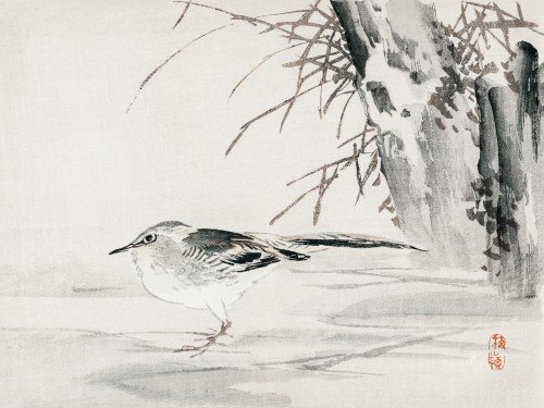 Spotted sandpiper