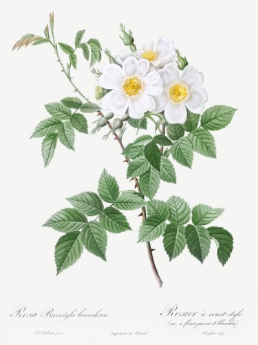 Short-styled rose