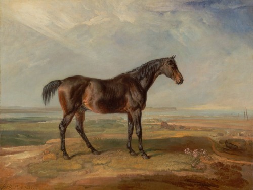 Dr. Syntax, a Bay Racehorse, Standing