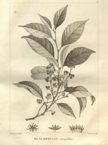 Blackwellia cerasifolia