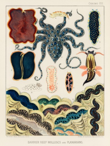 The Great Barrier Reef of Australia