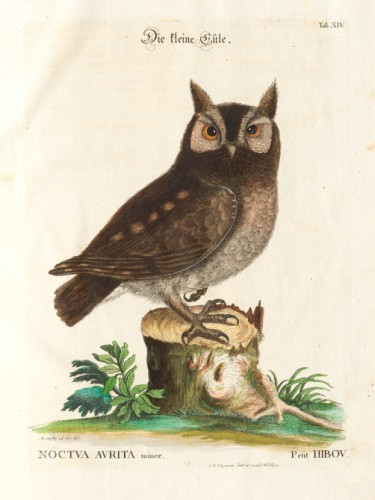 Little owl