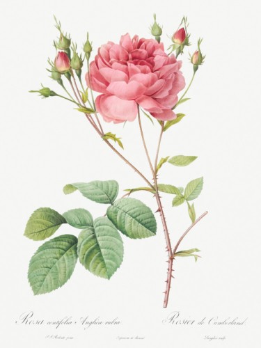 Cumberland Rose