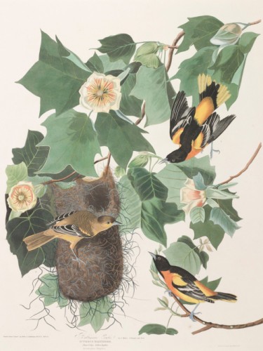 Baltimore Oriole
