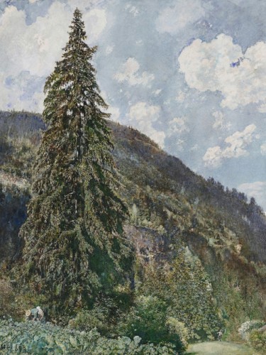 The old Spruce in Bad Gastein
