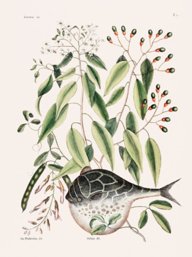 Globe Fish