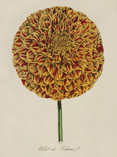 Aillet De Boheme