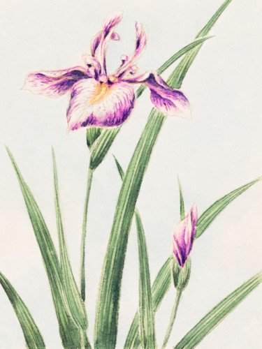 Hana-strobel