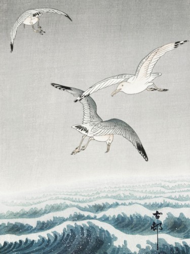 Three seagulls
