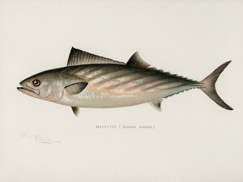 Fish Illustrations