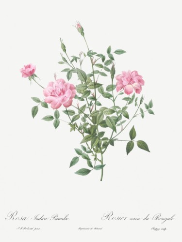 Double Miniature Rose