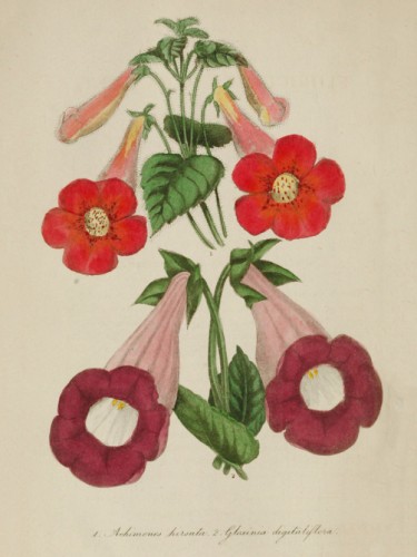 Achimenes Hirsuta, Gloxinia Digitaliflora