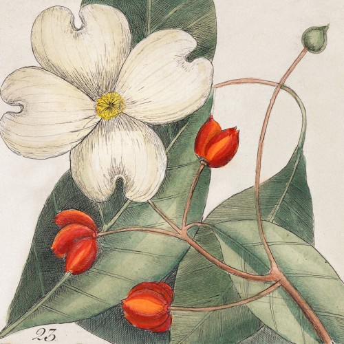 Dogwood Tree
