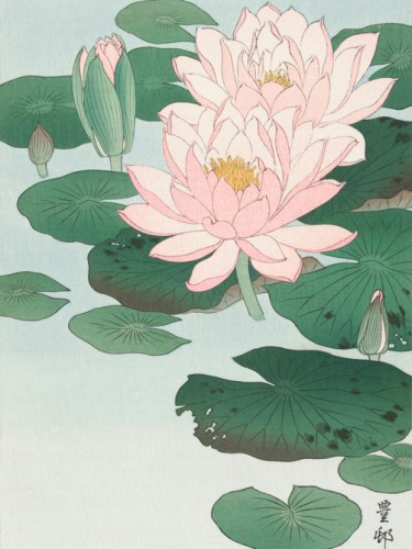 Water Lily