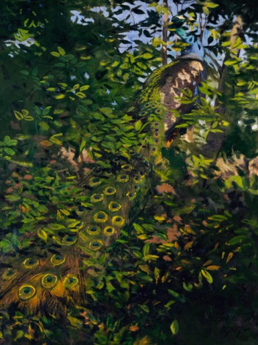 Peacock in the Woods