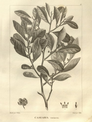 Casearia coriacca