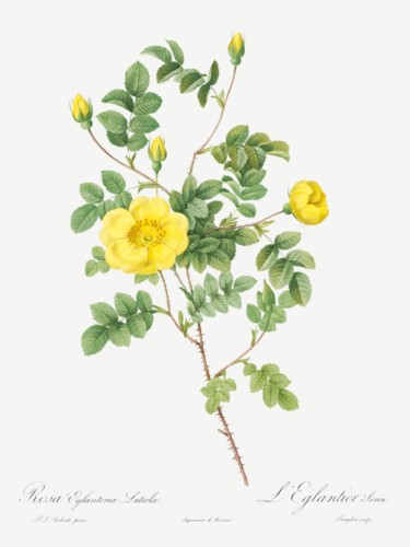 Sweetbriar Rose