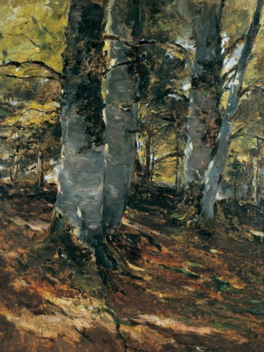 Beechwoods at Polling, Bavaria