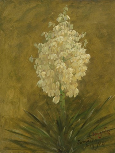 Botanical Study, Jamaica