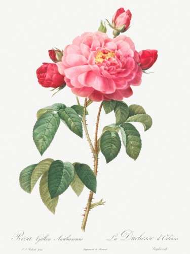 Gallic Rose