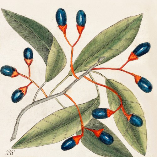 Tupelo Tree