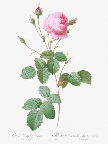 Crenate-Leaved Cabbage Rose