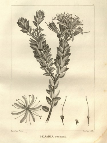 Bejaria