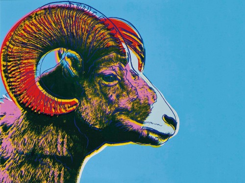 Bighorn Ram (Endangered Species)