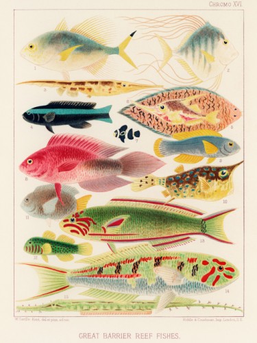 The Great Barrier Reef of Australia