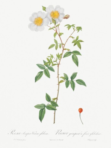 Rosa sempervirens