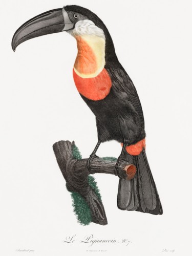 Des Oiseaux de Paradis