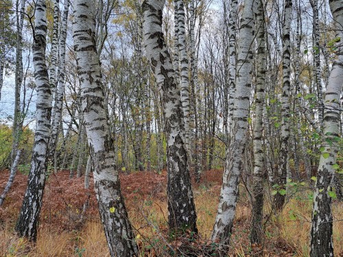 Березы