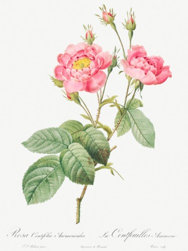 Rosa centifolia anemonoides
