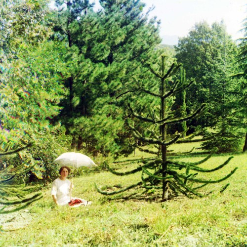 Aurocaria Араукария. В царском парке Дагомыс