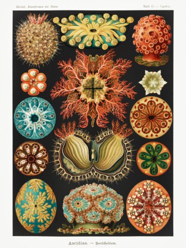 Ascidiae. Seescheiden