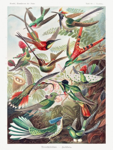 Trochilidae. Kolibris