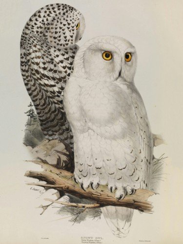 Snowy Owl, Bubo scandiacus