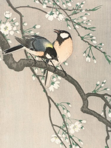 Tits on Cherry Branch