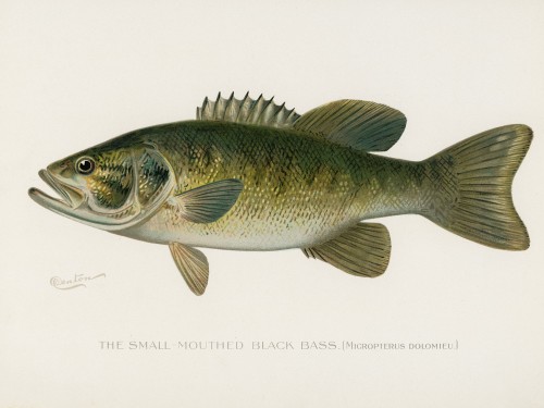 Fish Illustrations