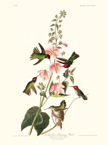 Columbian Humming Bird