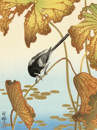 Japanese wagtail on lotus plant