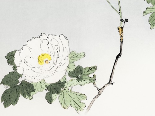 White blossomed flower
