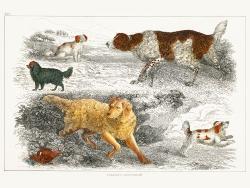 Goldsmith's Animated Nature
