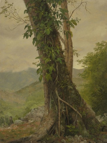 Tree with Vines, Jamaica