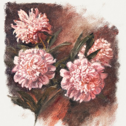 Red Peonies during