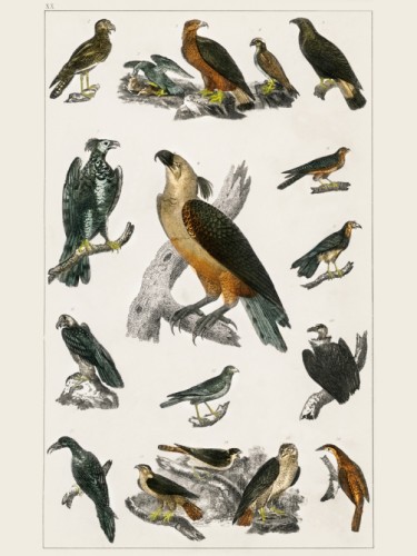 Goldsmith's Animated Nature