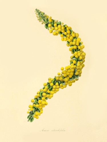 Acacia Rotundifolia
