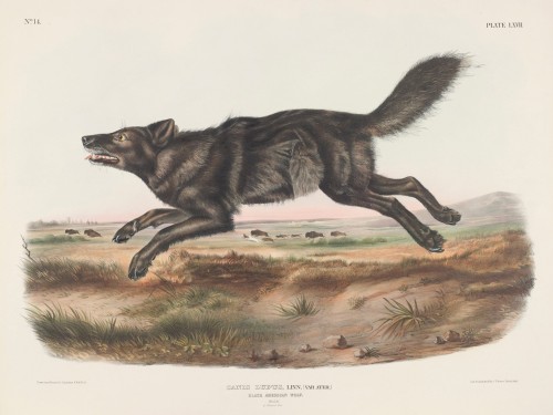Canis lupus, Linn. Var. Ater. Black American Wolf. Male