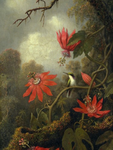 Hummingbird and Passionflowers