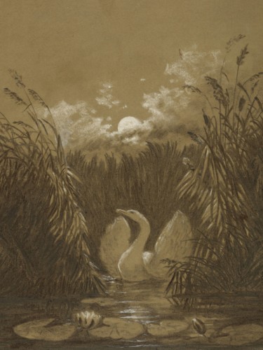 A Swan Among the Reeds